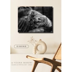 Le Regard du Chimpanzé