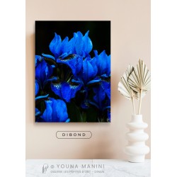 Iris Bleus