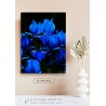 Iris Bleus
