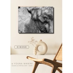 L'Oeil de l'Éléphant