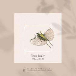 Tetrix Lucifer