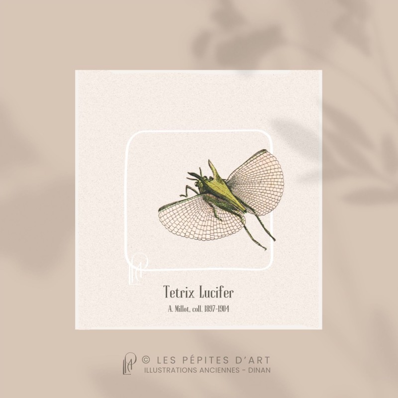 Tetrix Lucifer