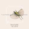 Tetrix Lucifer