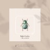 Hoplia Carulea