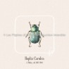 Hoplia Carulea