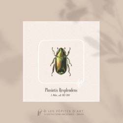 Plusiotis Resplendens
