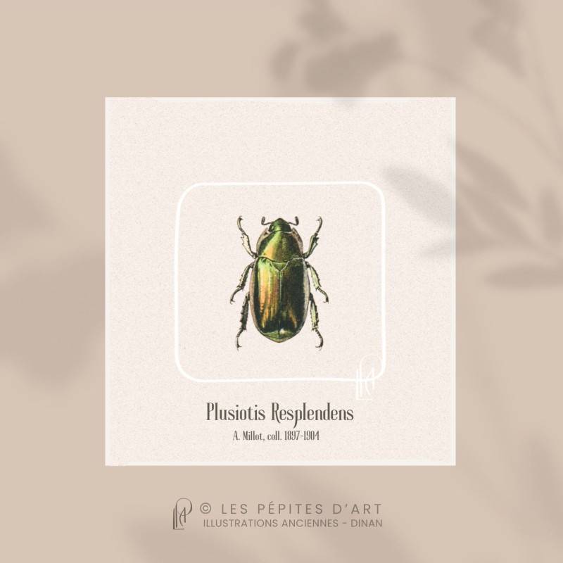 Plusiotis Resplendens