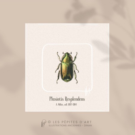 Plusiotis Resplendens