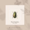 Plusiotis Resplendens