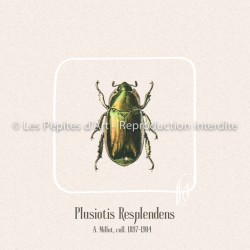 Plusiotis Resplendens