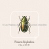 Plusiotis Resplendens