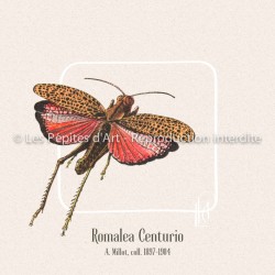 Romalea Centurio