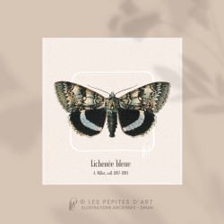 Lichenée Bleue