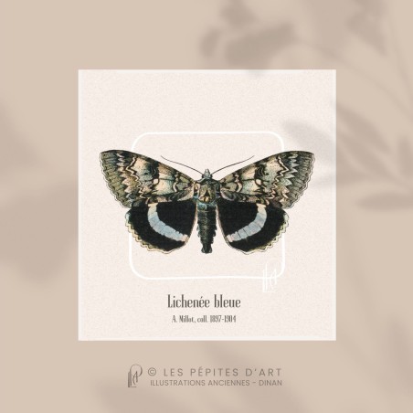 Lichenée Bleue