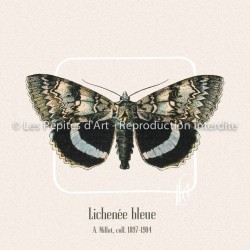 Lichenée Bleue