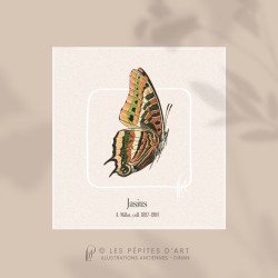 Jasius