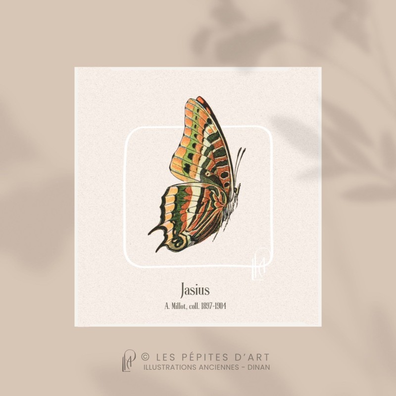 Jasius