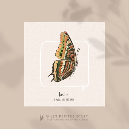 Jasius