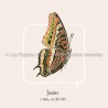Jasius