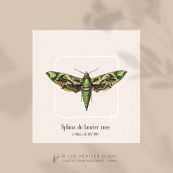 Sphinx du Laurier Rose