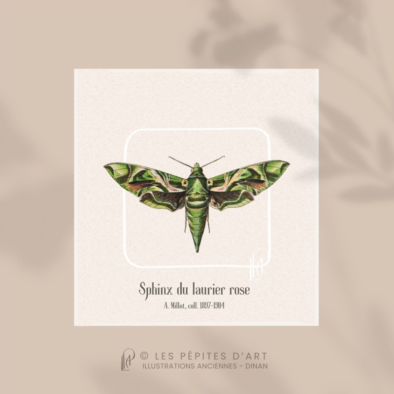 Sphinx du Laurier Rose