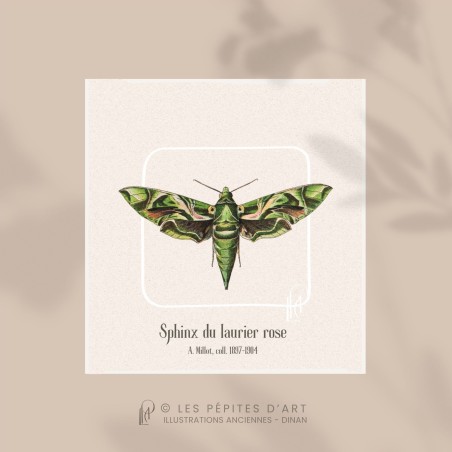 Sphinx du Laurier Rose