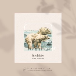 Ours Polaire