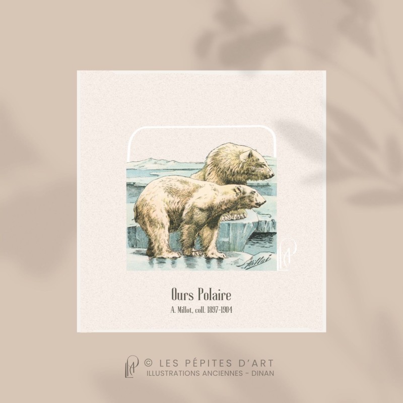Ours Polaire