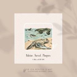 Baleine Narval Phoque