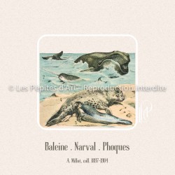 Baleine Narval Phoque