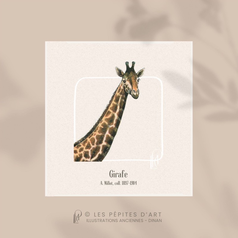 Girafe