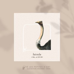 Autruche