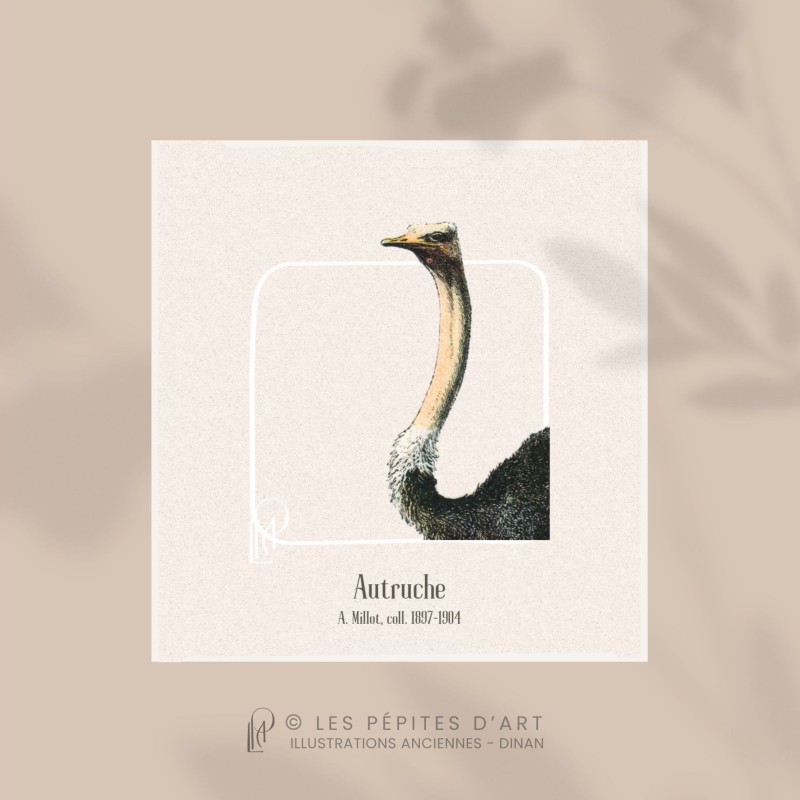 Autruche