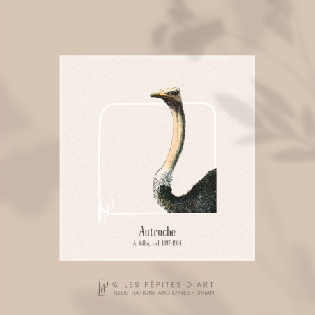 Autruche