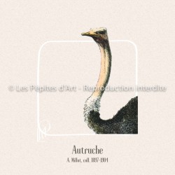 Autruche