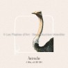 Autruche