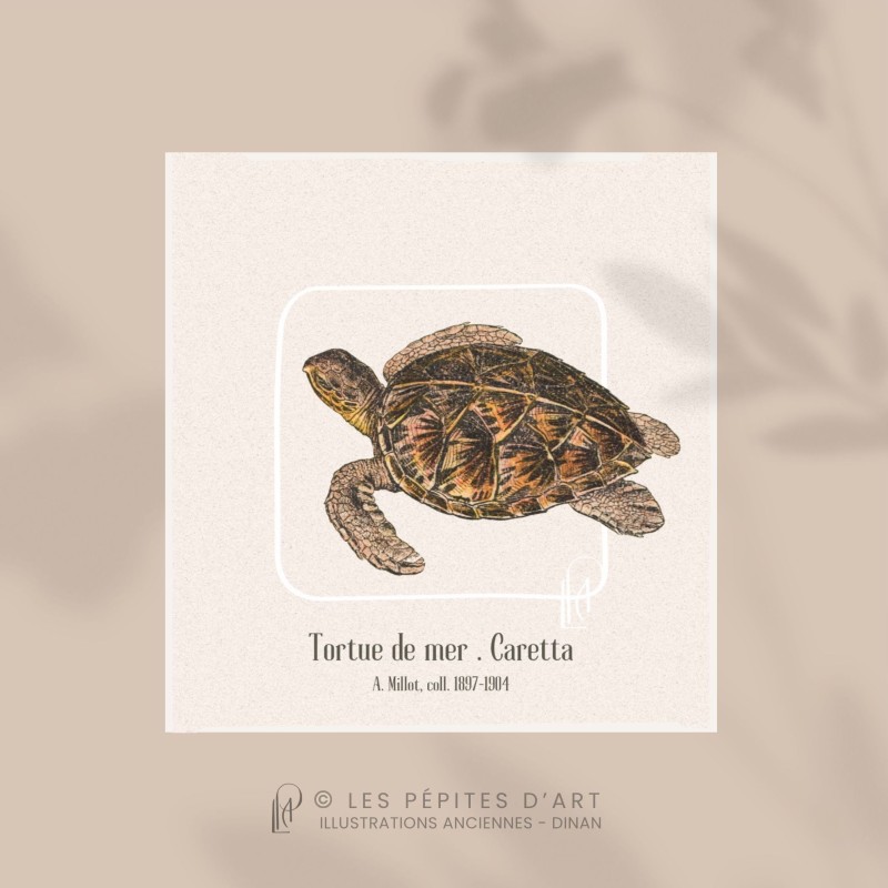 Tortue de Mer