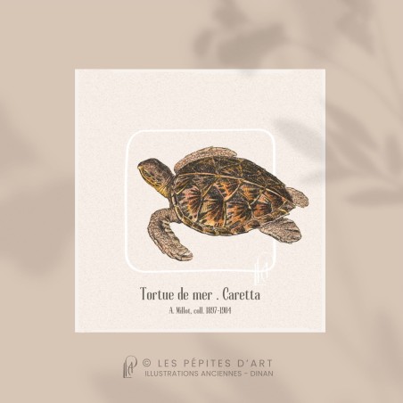 Tortue de Mer