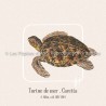 Tortue de Mer