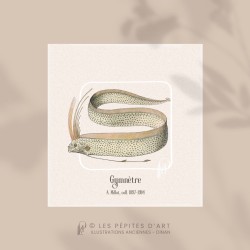 Gymnètre