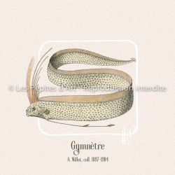 Gymnètre