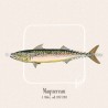Maquereau