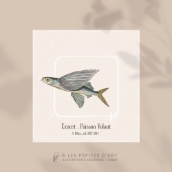Exocet . Poisson Volant