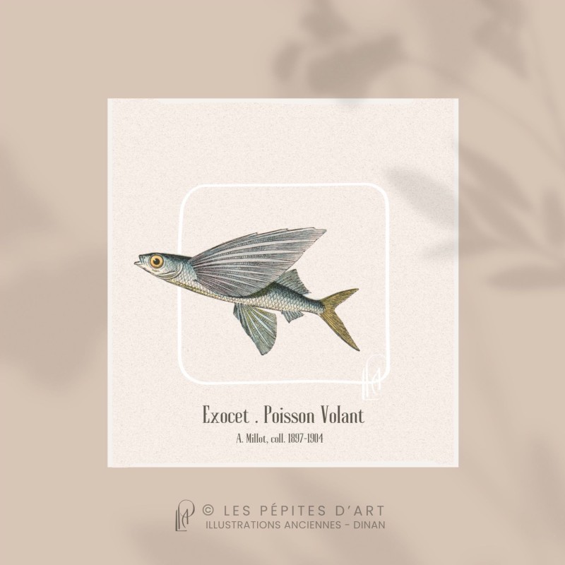 Exocet . Poisson Volant