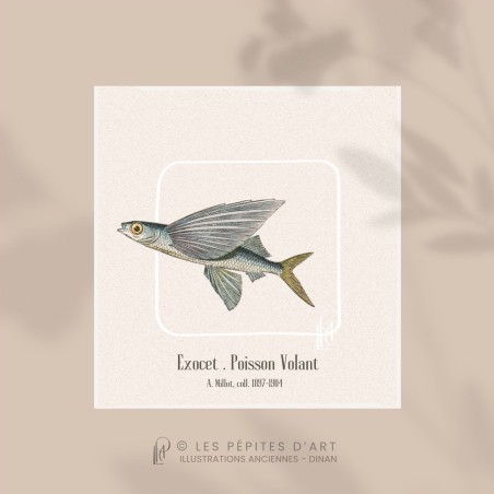 Exocet . Poisson Volant