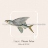 Exocet . Poisson Volant