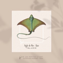 Raie . Aigle de mer
