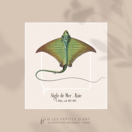 Raie . Aigle de mer