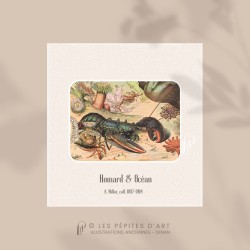 Homard . Océan