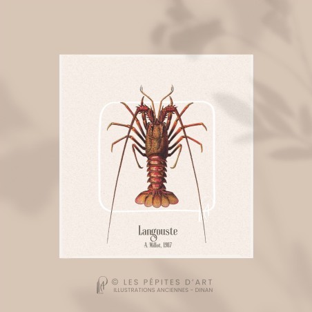Langouste